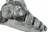 Two Devonian Fossil Gastropod Internal Molds - Issoumour, Morocco #282804-1